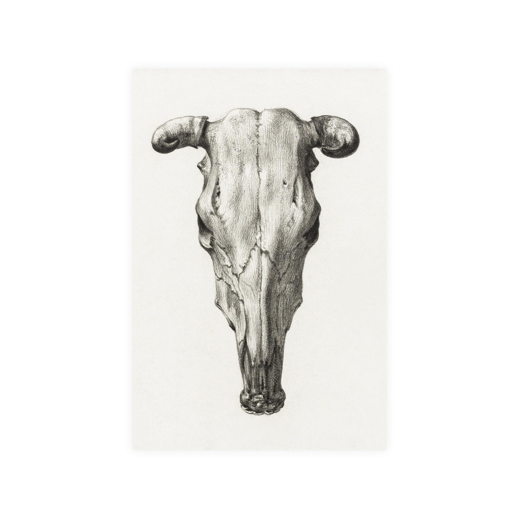 Poster Vertical din hârtie mată - Skull of a cow de Jean Bernard - Pictura Celebră