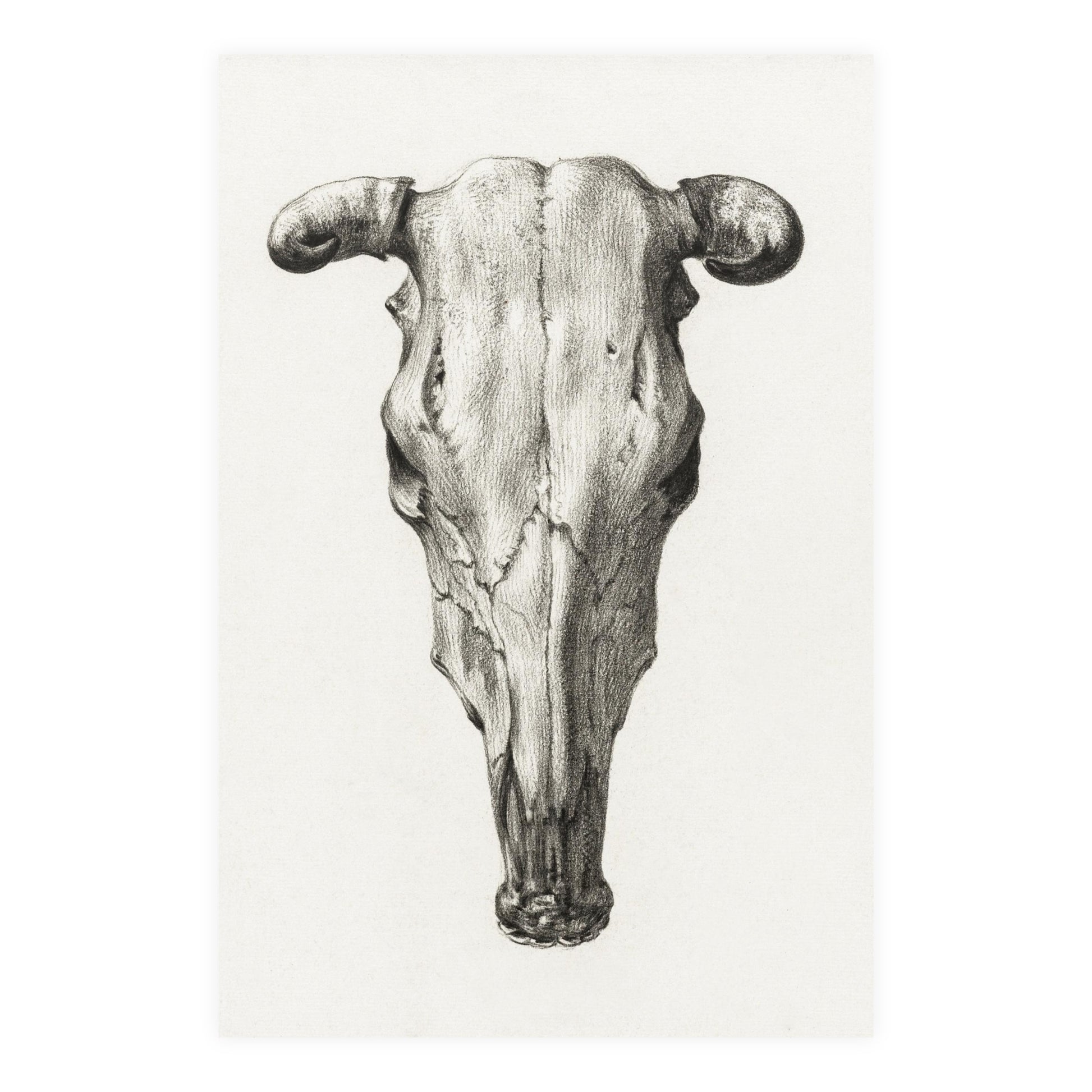 Poster Vertical din hârtie mată - Skull of a cow de Jean Bernard - Pictura Celebră