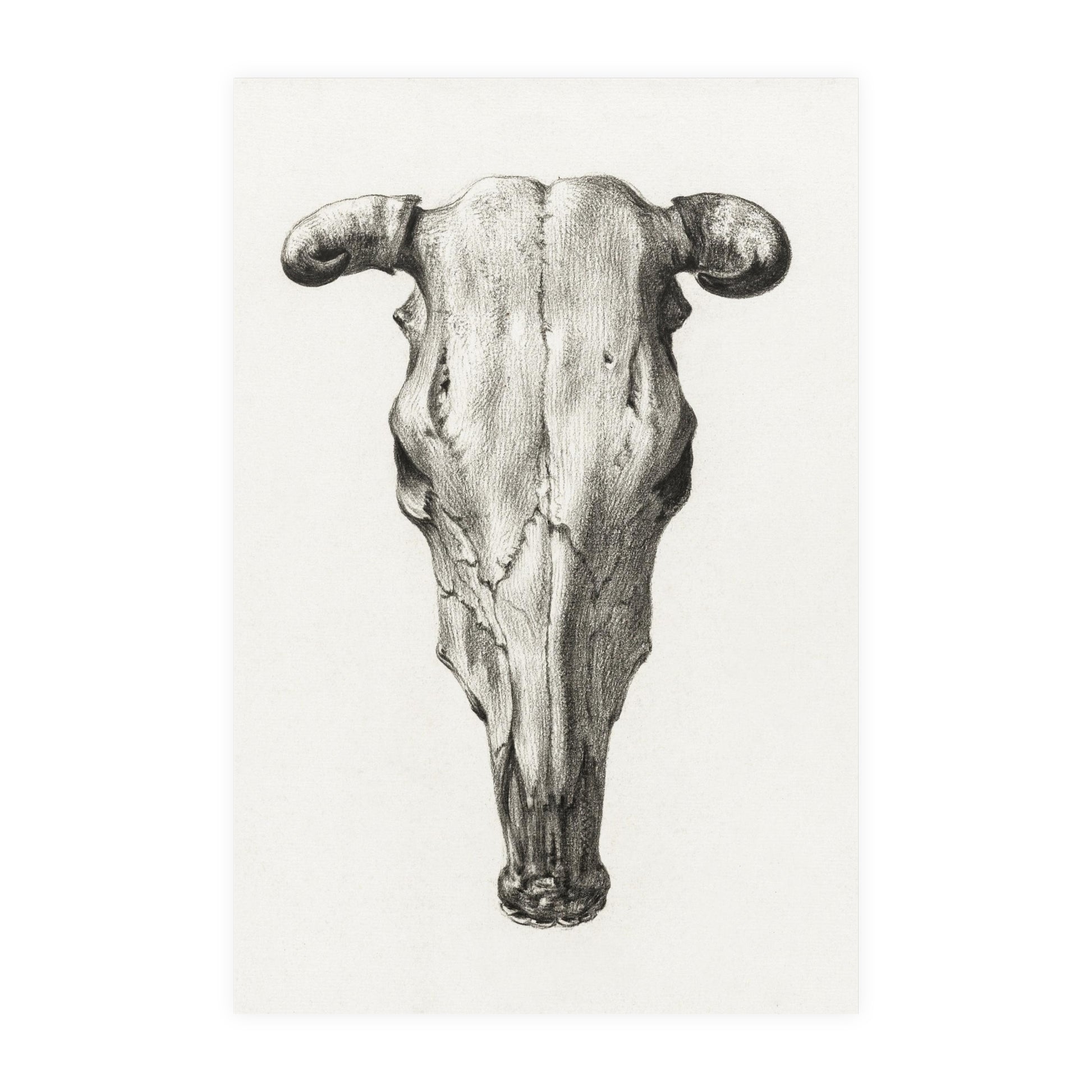 Poster Vertical din hârtie mată - Skull of a cow de Jean Bernard - Pictura Celebră